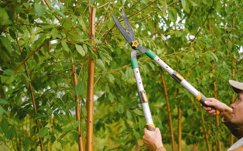 Tree trimming in Westgate, IA