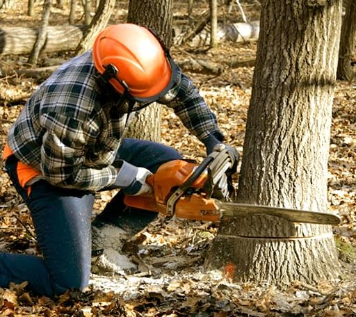 Tree Removal in Westgate, IA